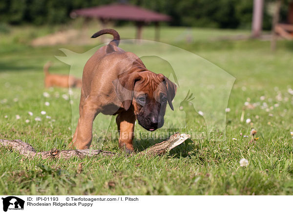 Rhodesian Ridgeback Welpe / Rhodesian Ridgeback Puppy / IPI-01193