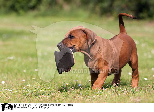 Rhodesian Ridgeback Welpe / Rhodesian Ridgeback Puppy / IPI-01196