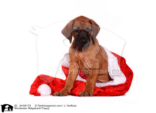 Rhodesian Ridgeback Welpe / Rhodesian Ridgeback Puppy / JH-08179