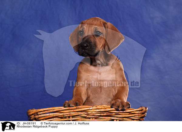 Rhodesian Ridgeback Welpe / Rhodesian Ridgeback Puppy / JH-08191