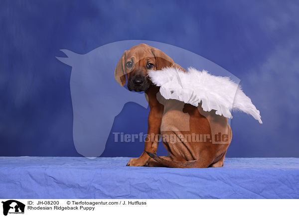 Rhodesian Ridgeback Welpe / Rhodesian Ridgeback Puppy / JH-08200