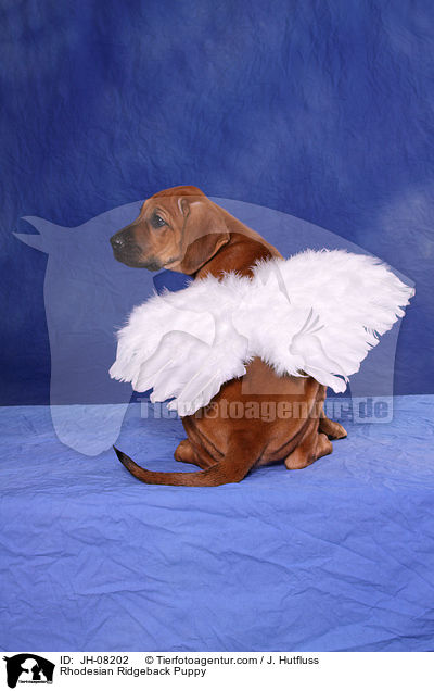 Rhodesian Ridgeback Welpe / Rhodesian Ridgeback Puppy / JH-08202