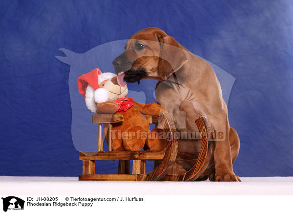 Rhodesian Ridgeback Welpe / Rhodesian Ridgeback Puppy / JH-08205