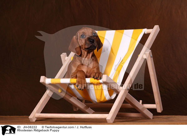 Rhodesian Ridgeback Welpe / Rhodesian Ridgeback Puppy / JH-08222