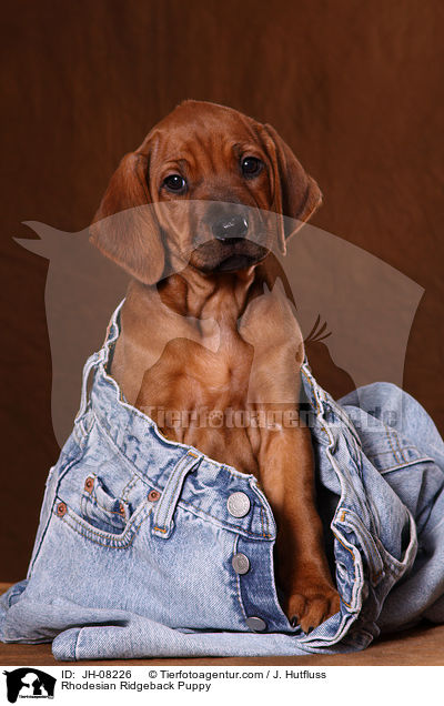 Rhodesian Ridgeback Welpe / Rhodesian Ridgeback Puppy / JH-08226