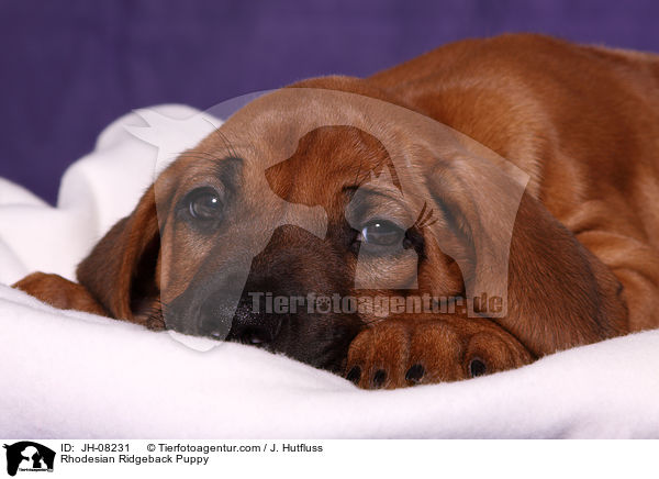 Rhodesian Ridgeback Welpe / Rhodesian Ridgeback Puppy / JH-08231