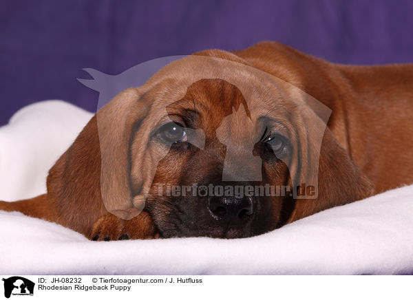 Rhodesian Ridgeback Welpe / Rhodesian Ridgeback Puppy / JH-08232