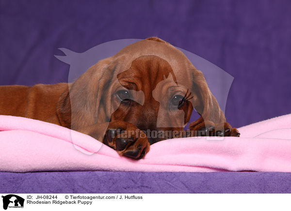 Rhodesian Ridgeback Welpe / Rhodesian Ridgeback Puppy / JH-08244