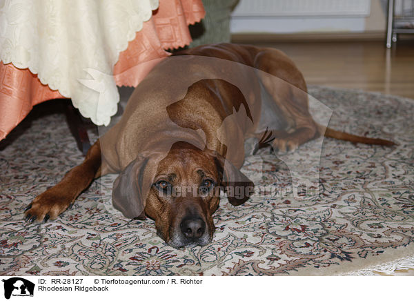 Rhodesian Ridgeback / Rhodesian Ridgeback / RR-28127