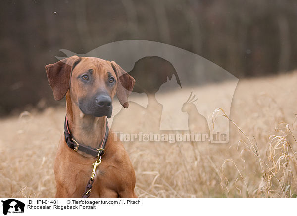 Rhodesian Ridgeback Portrait / Rhodesian Ridgeback Portrait / IPI-01481
