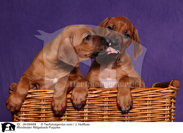 Rhodesian Ridgeback Puppies / JH-08468