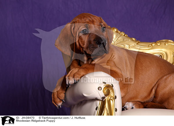 Rhodesian Ridgeback Welpe / Rhodesian Ridgeback Puppy / JH-08470