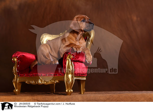 Rhodesian Ridgeback Welpe / Rhodesian Ridgeback Puppy / JH-08505