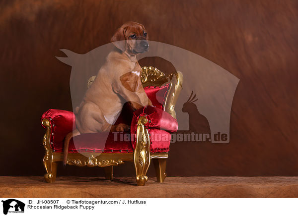 Rhodesian Ridgeback Welpe / Rhodesian Ridgeback Puppy / JH-08507