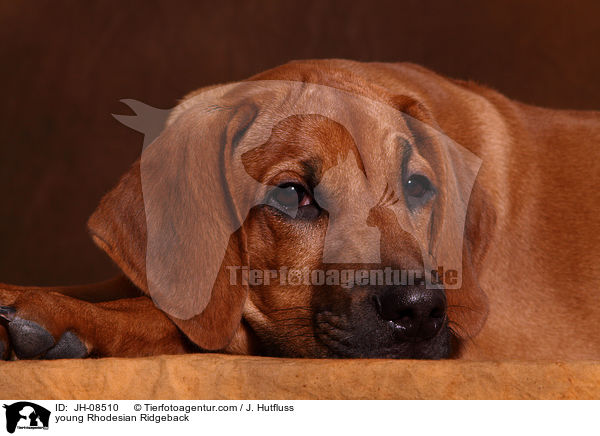 junger Rhodesian Ridgeback / young Rhodesian Ridgeback / JH-08510