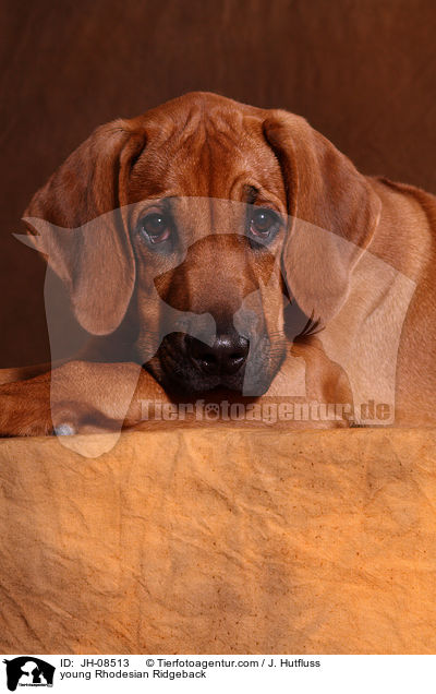 junger Rhodesian Ridgeback / young Rhodesian Ridgeback / JH-08513