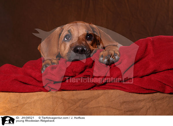 junger Rhodesian Ridgeback / young Rhodesian Ridgeback / JH-08521