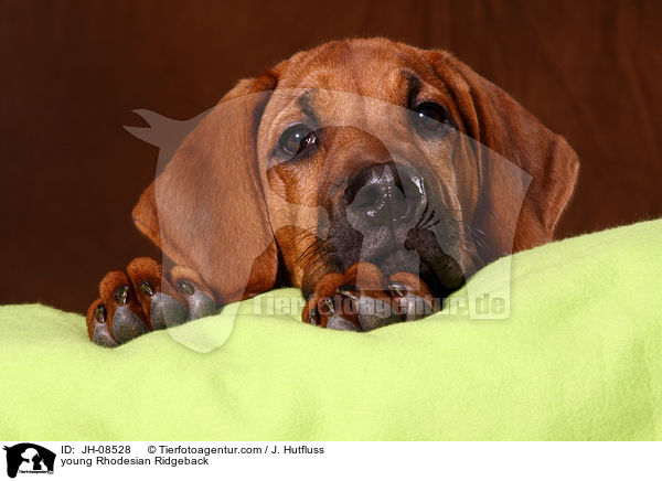 junger Rhodesian Ridgeback / young Rhodesian Ridgeback / JH-08528
