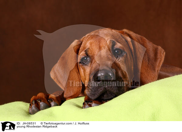 junger Rhodesian Ridgeback / young Rhodesian Ridgeback / JH-08531
