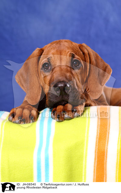 junger Rhodesian Ridgeback / young Rhodesian Ridgeback / JH-08540