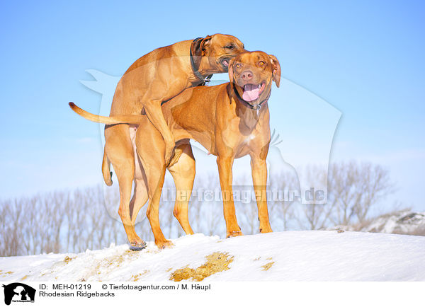 Rhodesian Ridgebacks / Rhodesian Ridgebacks / MEH-01219