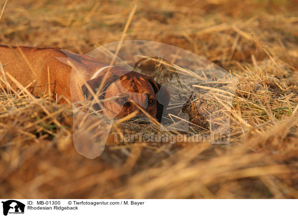 Rhodesian Ridgeback / Rhodesian Ridgeback / MB-01300
