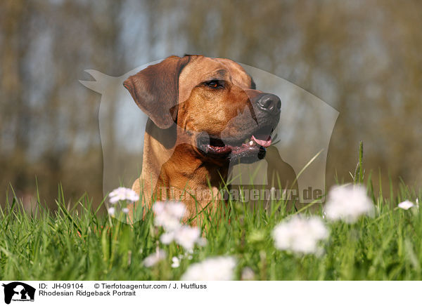 Rhodesian Ridgeback Portrait / JH-09104