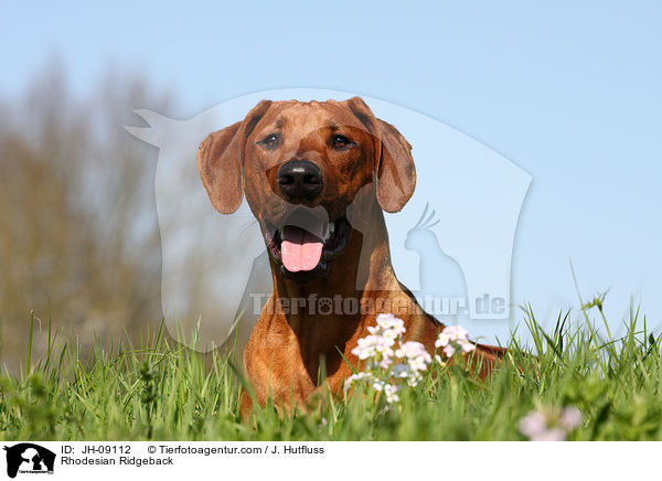 Rhodesian Ridgeback / JH-09112