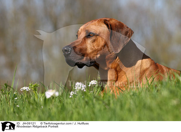 Rhodesian Ridgeback Portrait / Rhodesian Ridgeback Portrait / JH-09121