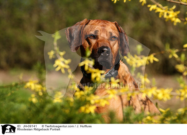 Rhodesian Ridgeback Portrait / Rhodesian Ridgeback Portrait / JH-09141