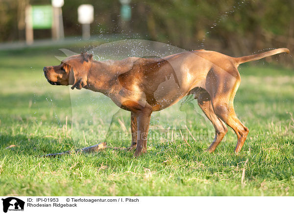 Rhodesian Ridgeback / Rhodesian Ridgeback / IPI-01953