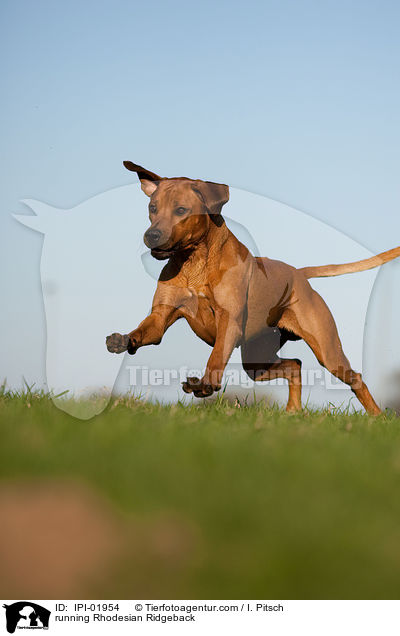 rennender Rhodesian Ridgeback / running Rhodesian Ridgeback / IPI-01954