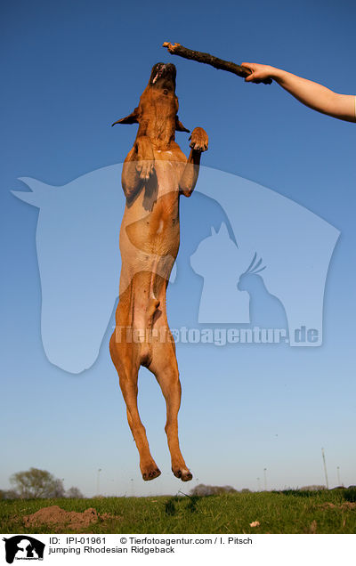 springender Rhodesian Ridgeback / jumping Rhodesian Ridgeback / IPI-01961
