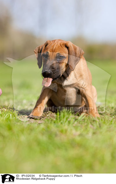 Rhodesian Ridgeback Puppy / IPI-02034