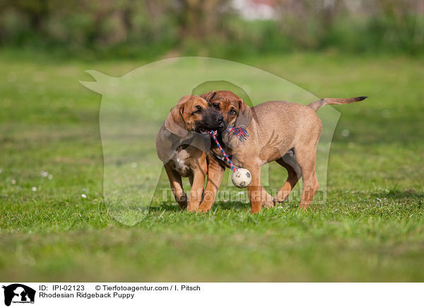 Rhodesian Ridgeback Welpe / Rhodesian Ridgeback Puppy / IPI-02123