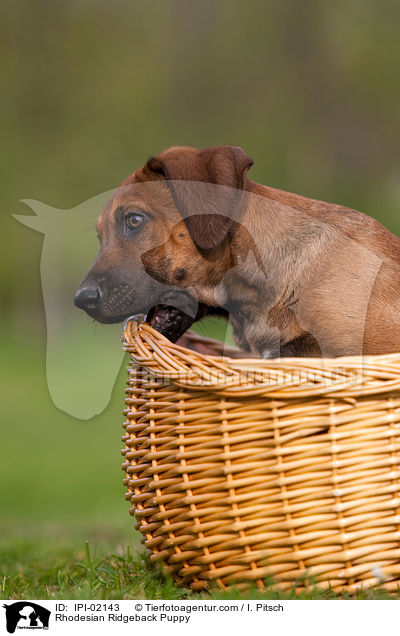 Rhodesian Ridgeback Welpe / Rhodesian Ridgeback Puppy / IPI-02143