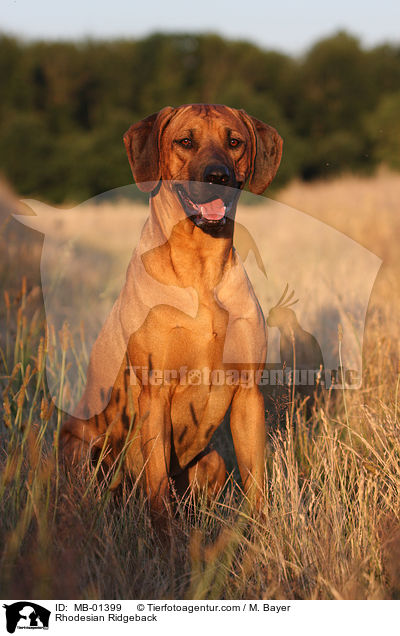 Rhodesian Ridgeback / Rhodesian Ridgeback / MB-01399