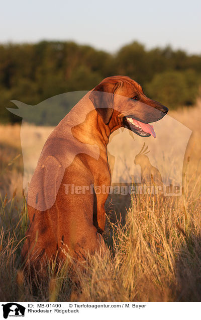 Rhodesian Ridgeback / Rhodesian Ridgeback / MB-01400