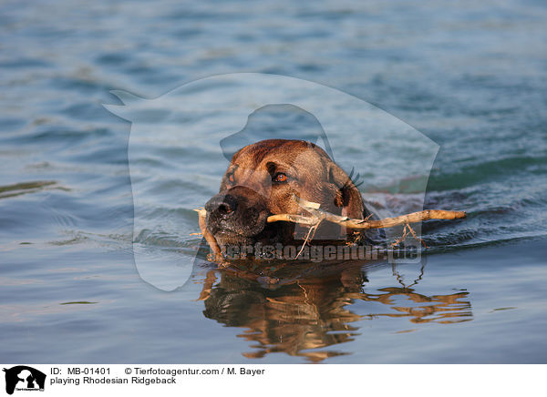 spielender Rhodesian Ridgeback / playing Rhodesian Ridgeback / MB-01401
