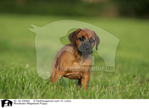 Rhodesian Ridgeback Welpe / Rhodesian Ridgeback Puppy / KL-04802
