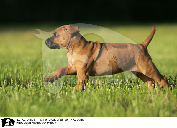 Rhodesian Ridgeback Welpe / Rhodesian Ridgeback Puppy / KL-04803