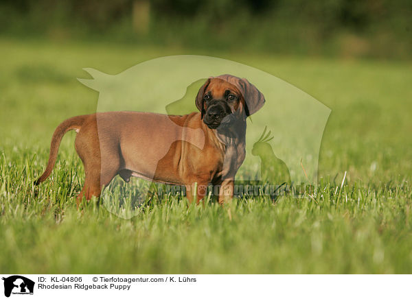 Rhodesian Ridgeback Welpe / Rhodesian Ridgeback Puppy / KL-04806