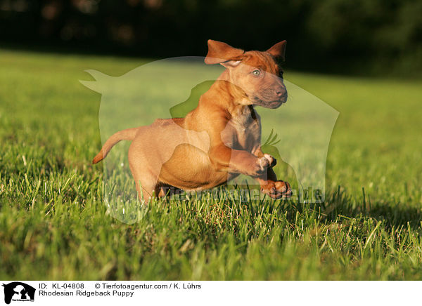 Rhodesian Ridgeback Welpe / Rhodesian Ridgeback Puppy / KL-04808