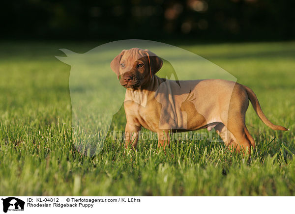 Rhodesian Ridgeback Welpe / Rhodesian Ridgeback Puppy / KL-04812