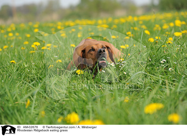 Rhodesian Ridgeback frisst Gras / Rhodesian Ridgeback eating grass / AM-02676