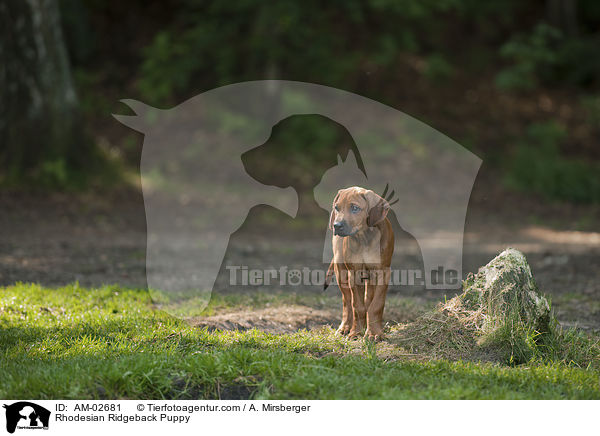 Rhodesian Ridgeback Welpe / Rhodesian Ridgeback Puppy / AM-02681