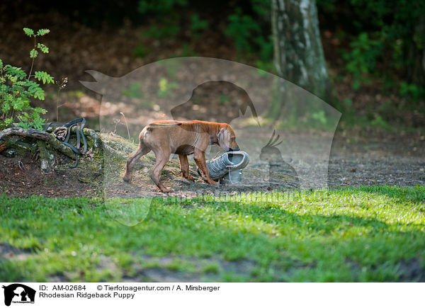 Rhodesian Ridgeback Welpe / Rhodesian Ridgeback Puppy / AM-02684