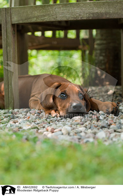 Rhodesian Ridgeback Welpe / Rhodesian Ridgeback Puppy / AM-02692