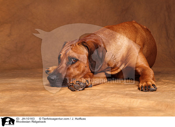 Rhodesian Ridgeback / Rhodesian Ridgeback / JH-10163