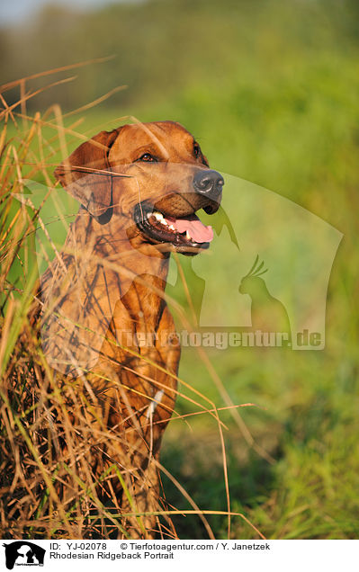 Rhodesian Ridgeback Portrait / Rhodesian Ridgeback Portrait / YJ-02078